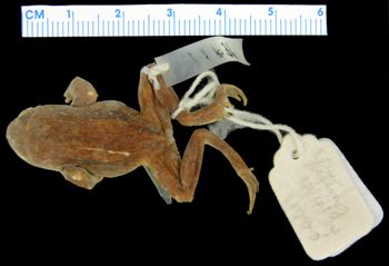 Media type: image; Herpetology A-11636